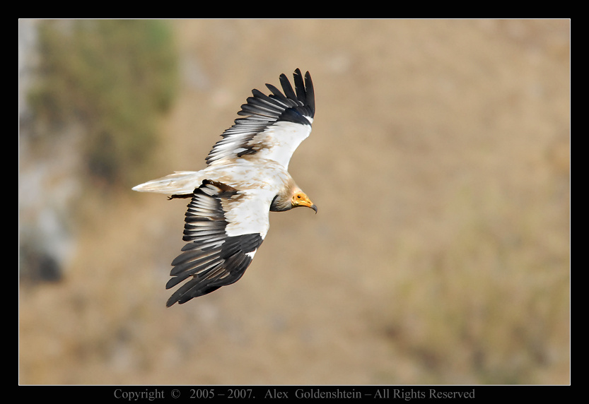 Egyptian Vulture (Neophron percnopterus). Стервятник Egyptian-Vulture Neophron-percnopterus