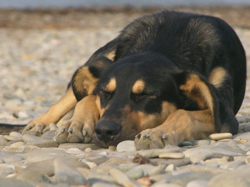 salty dog собака спит