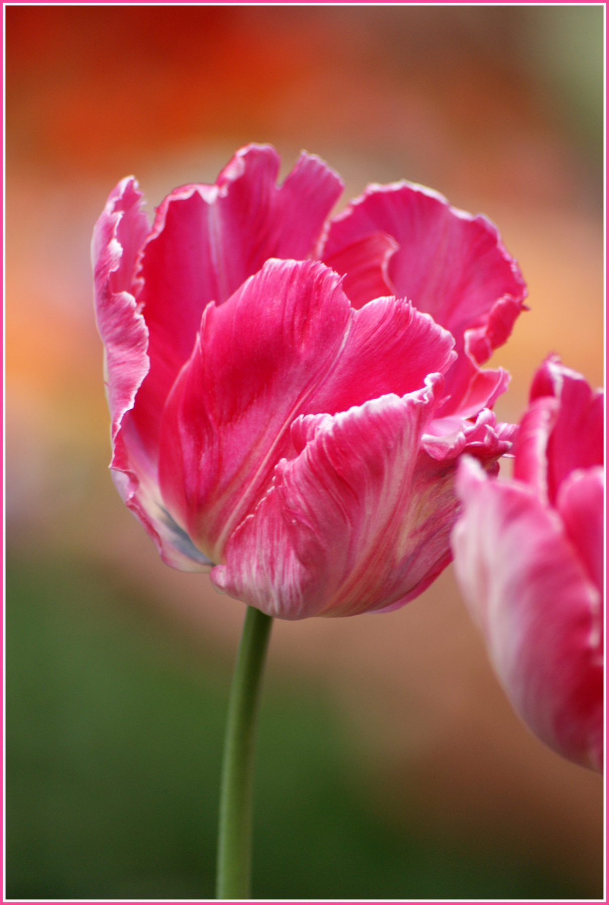 Шёпот тюльпанов цветы тюльпаны тюльпан tulip весна май