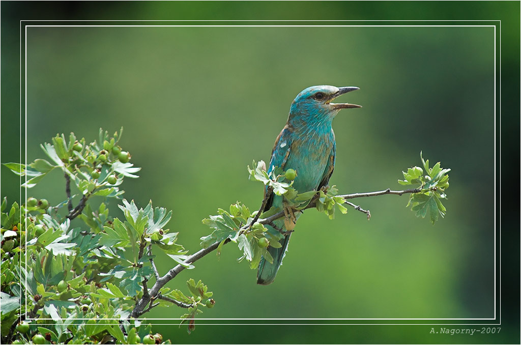 Сизоворонка Сизоворонка Coracias garrulus Сизоворонковые Coraciidae Ракшеобразные Coraciiformes Западный Тянь-Шань