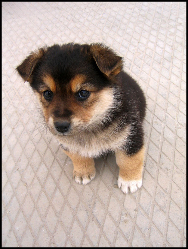 Потерялся щенок doggy