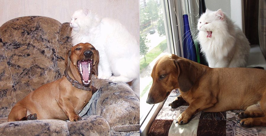 Вот так и живем, скукота... кот, такса, собака, скука