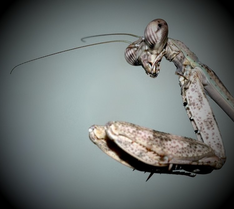 Смотрящий богомол Parasphendale affinis