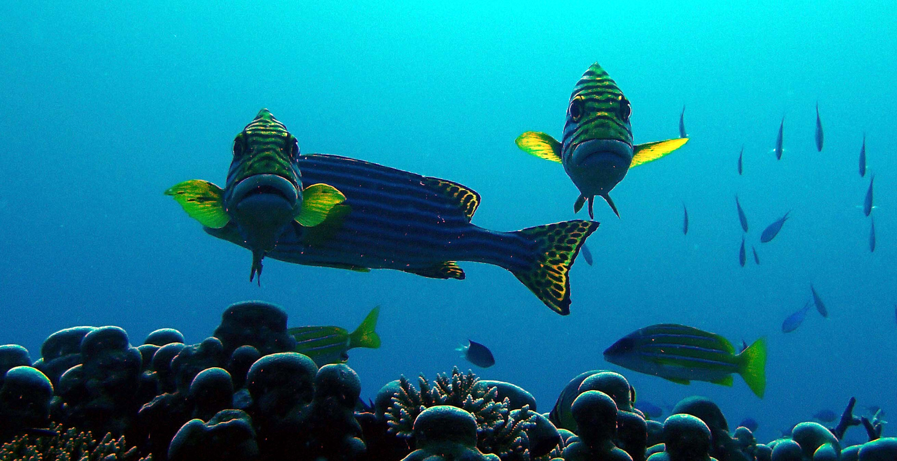 Покусаем!!! рыбы море maldives underwatter