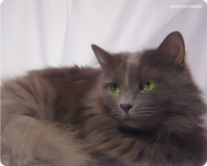 КОШКА кошка, кот, животное, глаза, усы, нос, шерсть, дымчатый, голубой