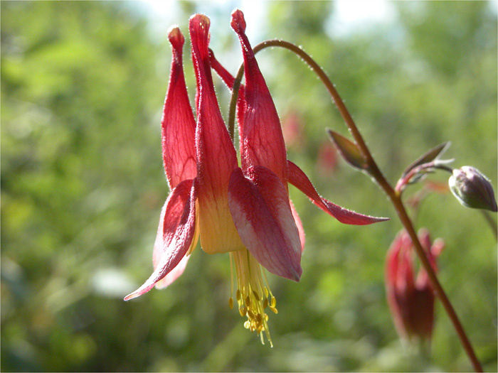 Columbine flower
