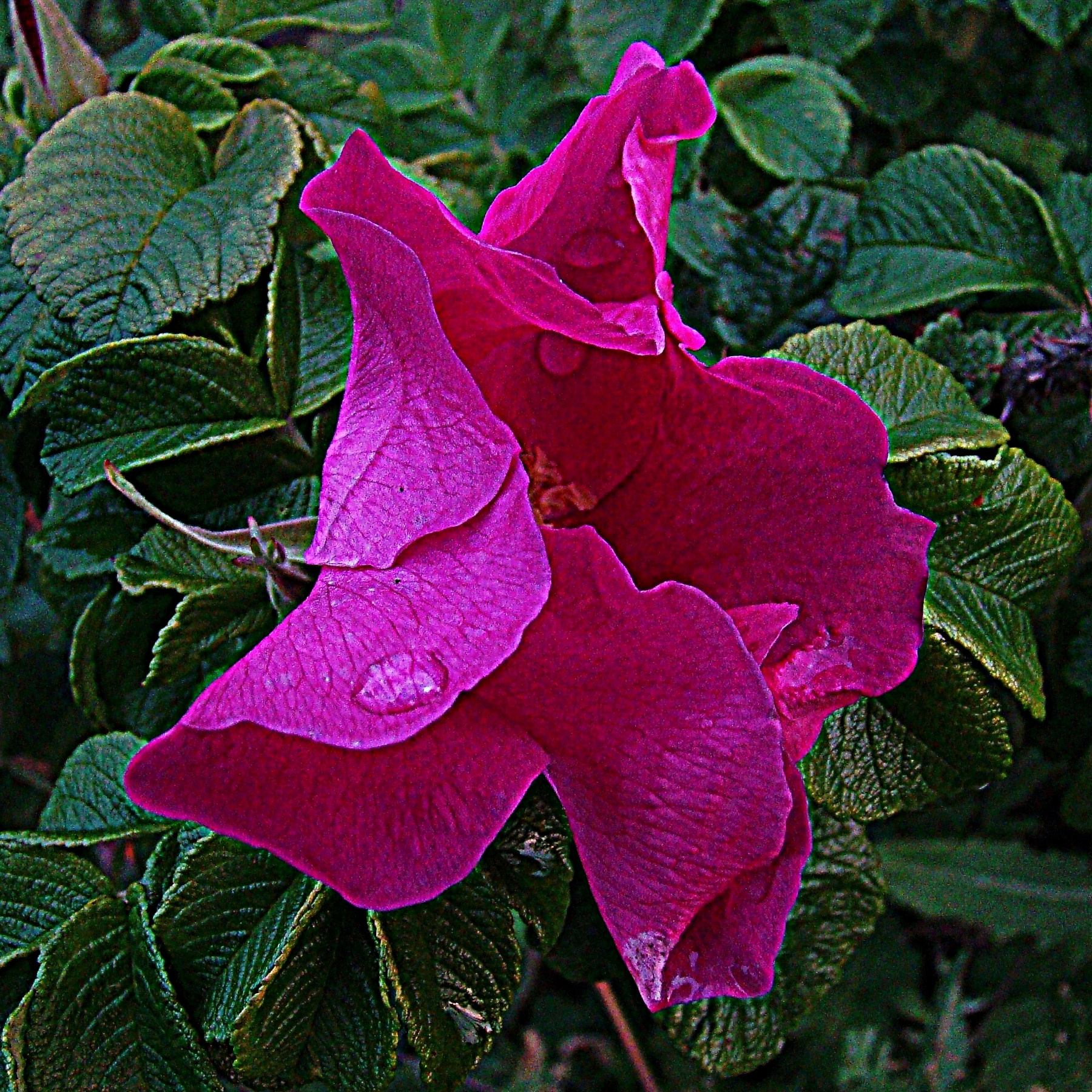 Rosa Canina шиповник