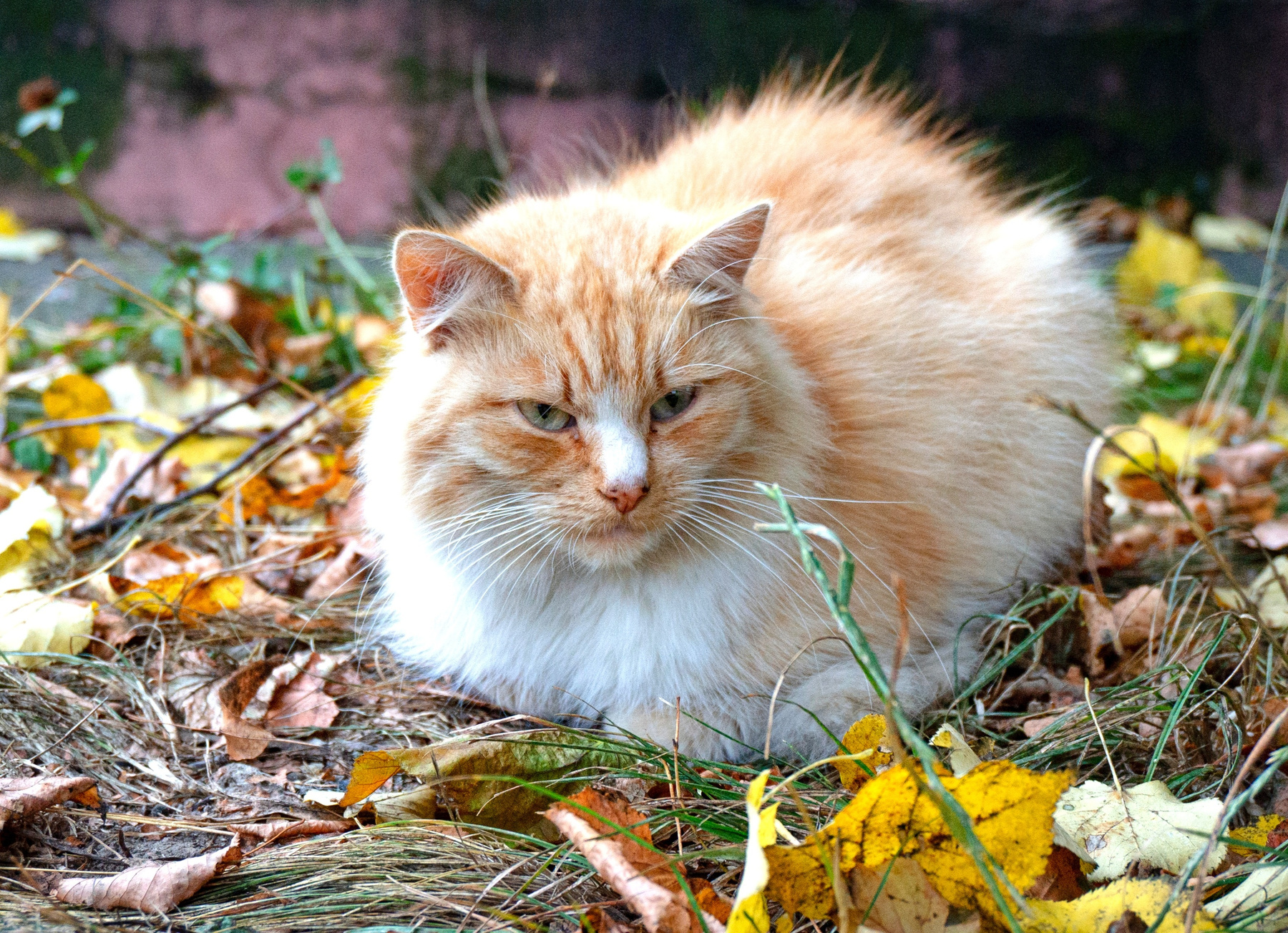 Осенний кот кот осень рыжий