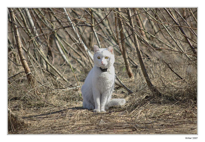 Белый и пушистый белый кот