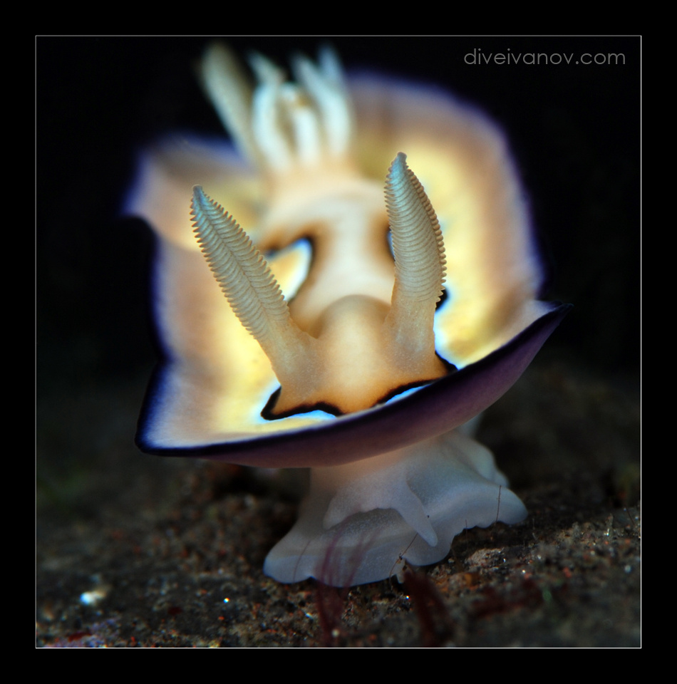 " Мэрилин " Nudibranch голожаберный моллюск Goniobranchus coi