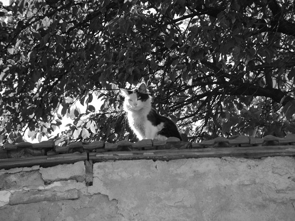 The Watcher Watch, watcher
