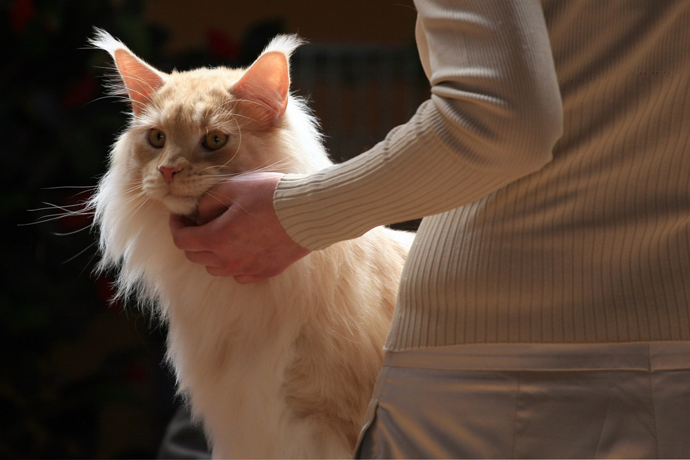 Люди и кошки кошки