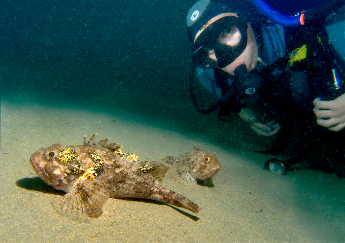 Ерши Чёрного моря. Ёрш скорпена Чёрное море рыба