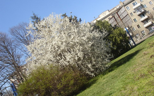 Весна пришла Весна