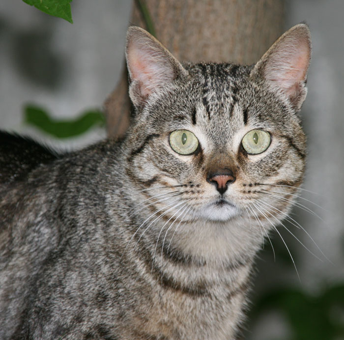 Котик Улица кот