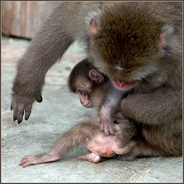 Дело житейское.... японский макак Macaca fuscata
