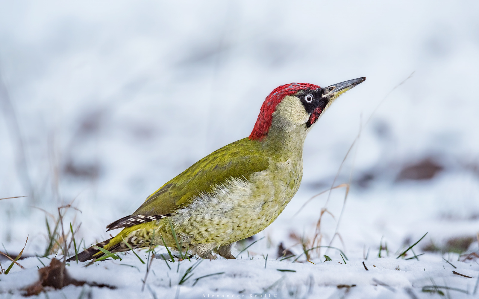 На снегу дятел зеленый Picus viridis
