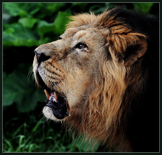 И тут раздался страшный рык! индийский лев Panthera leo persica