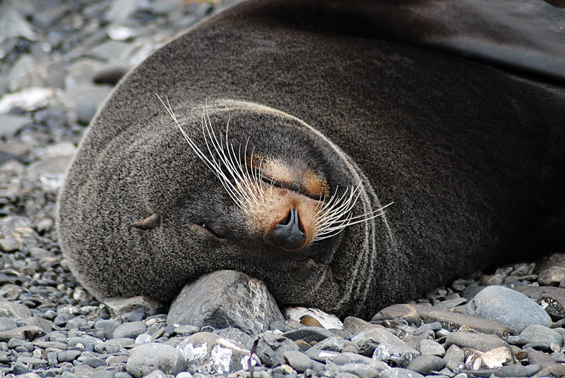 мягкая подушка котик, seal