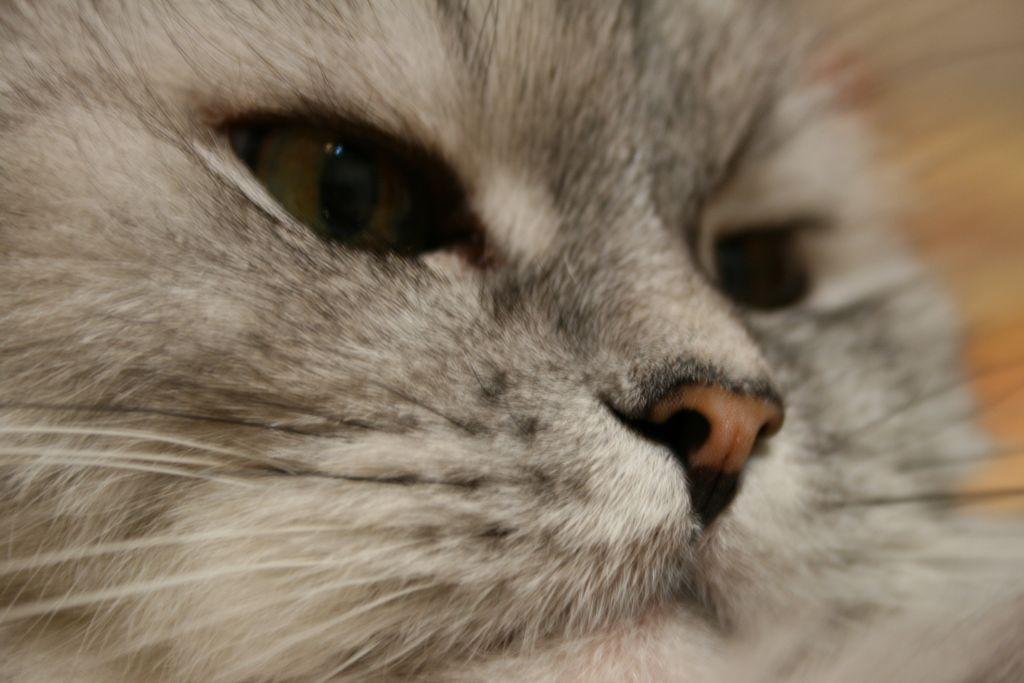 Арчибальд Кот