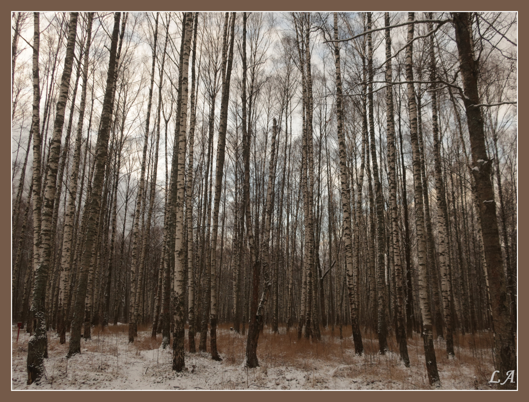 Городские берёзы Творческий Союз Снежный Лев Фототренер Александр Мамакин фото Светланы Мамакиной учитель Фотошопа Степан Фотография Путешествие Lighra Advenyture Фотосайт Россия Костромская область Волгореченск парк берёзы осень ноябрь