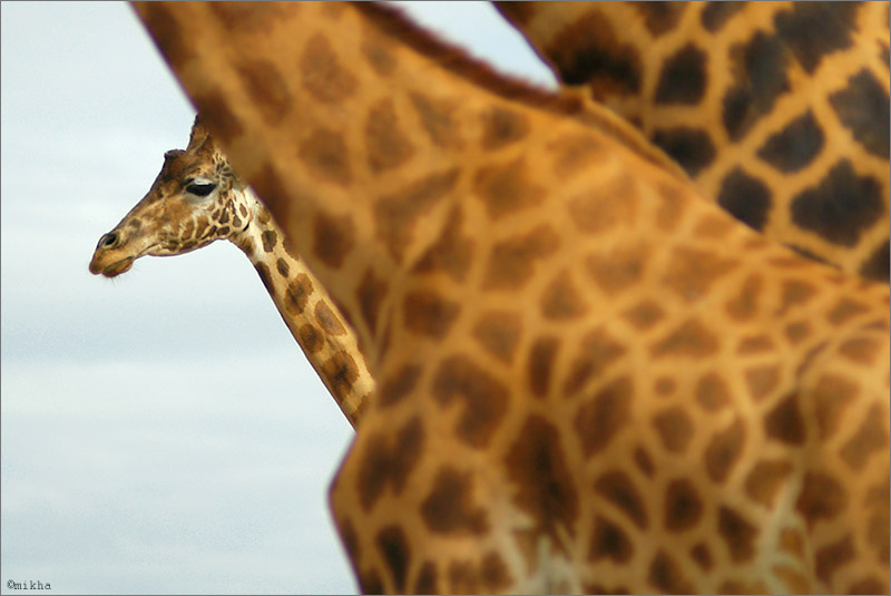 Жирафы France Provence La Barben zoo Giraffe Франция Прованс Жираф