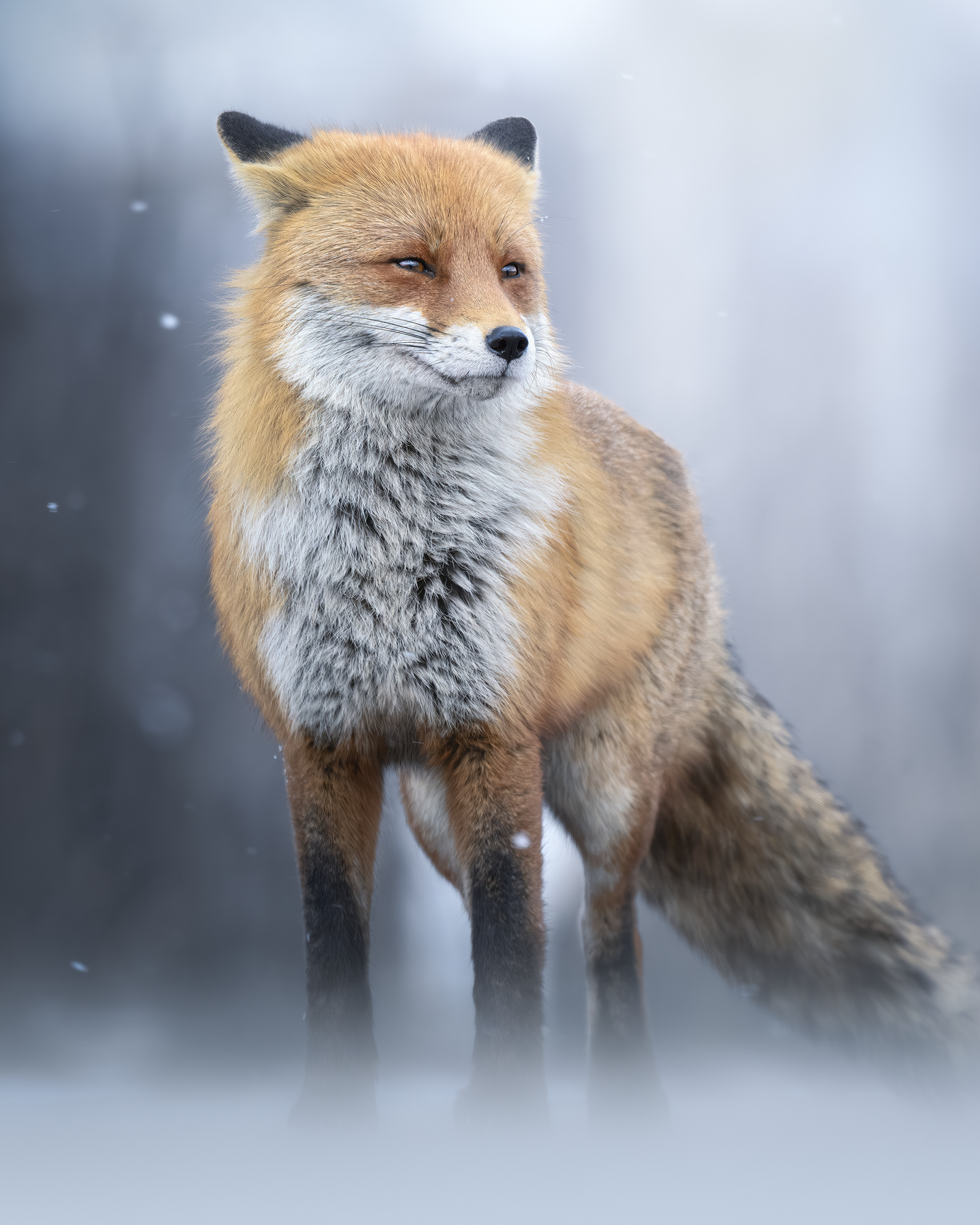 Обыкновенная лисица (Vulpes vulpes) 