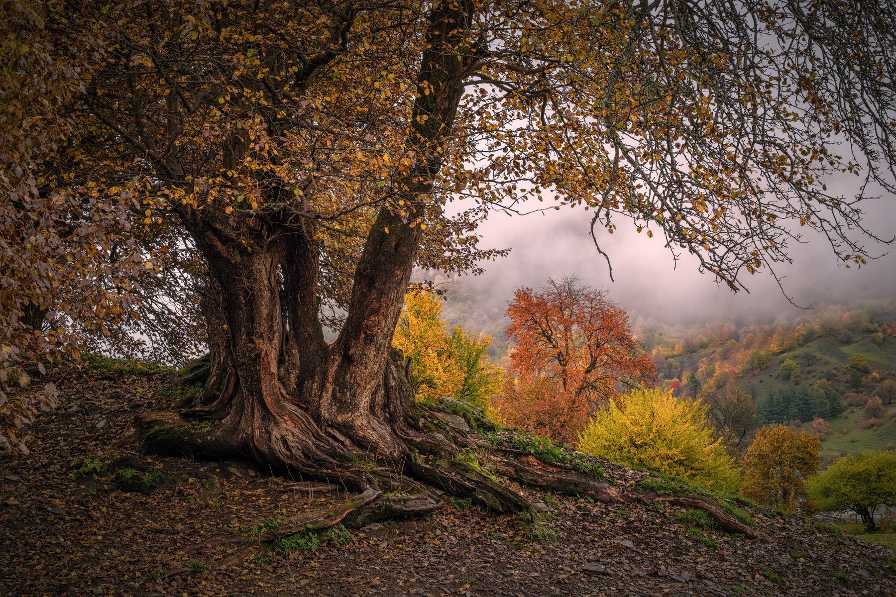 Fall Trees becho nashtkoli fall autumn trees yellow red leaves svaneti mountains clouds sky nature landscape scenery travel outdoors georgia sakartvelo chizh