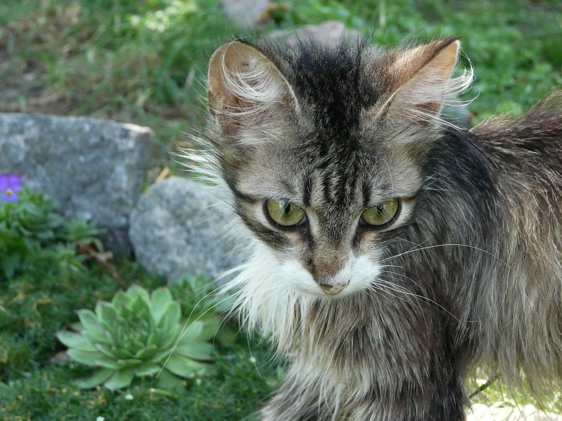 ***...котёнок.... 