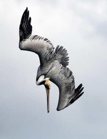 Пикирующий Пеликан Pelican, Cancun, Mexico, Yucatan