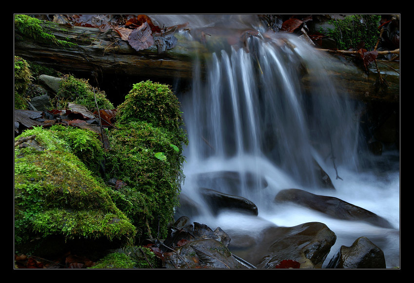 Forest Freshness 