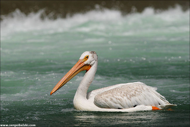 palican pelican bird