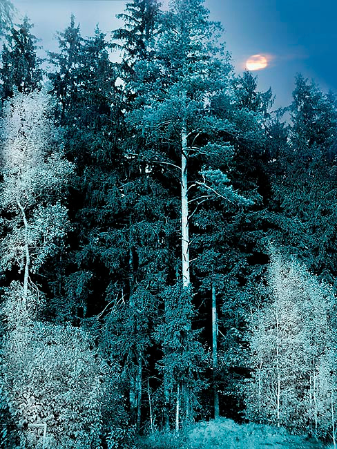 Лунный свет луна, лес, синий, ель, кусты