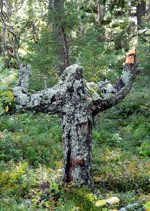 Культурист 