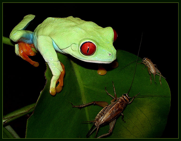 Трудный выбор Трудный выбор Agalychnis callidryas