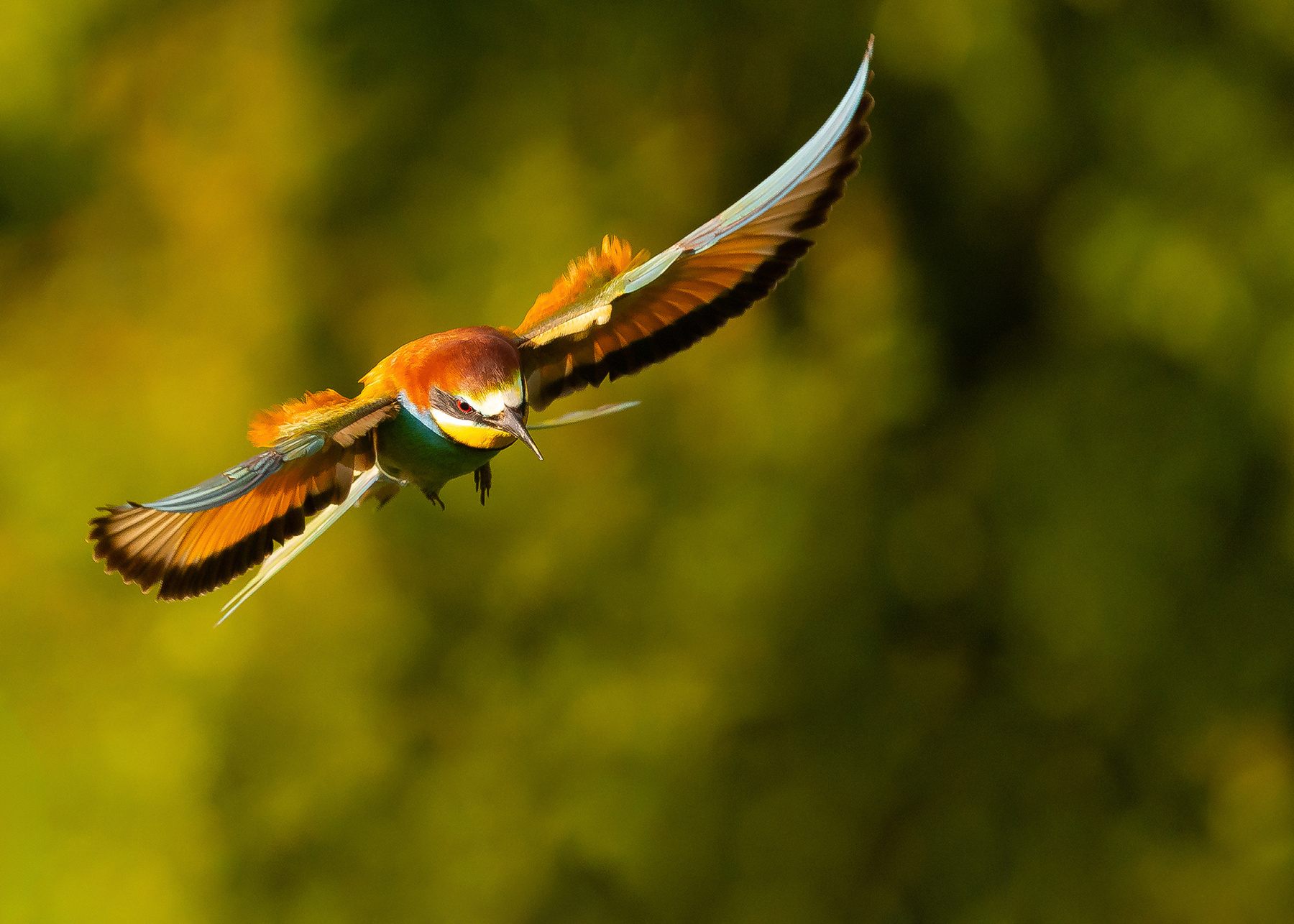 Bee-eater 
