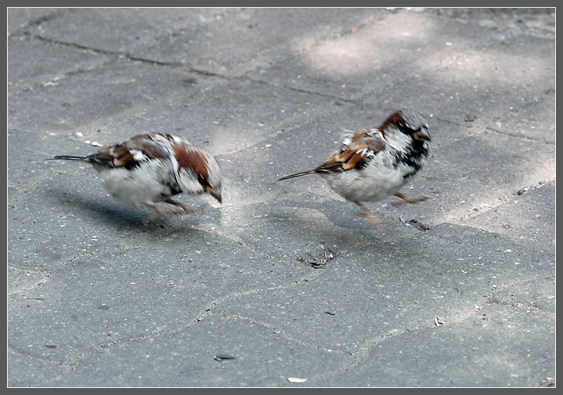 Прыг & Скок воробей домовый Passer domesticus