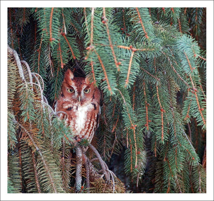 Eastern Screech-Owl Eastern Screech-Owl
