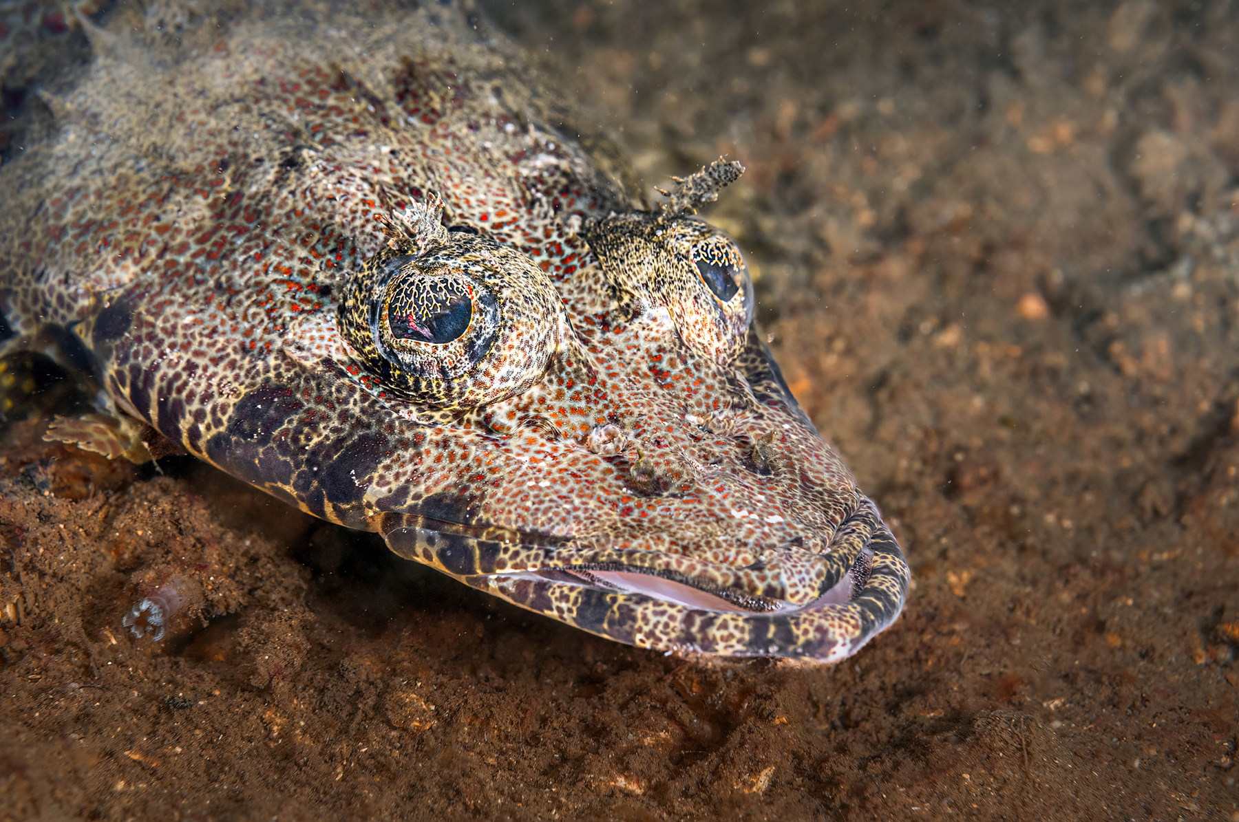 Рыба-крокодил Рыба-крокодил Пятнистый плоскоголов papilloculiceps longiceps Bunaken Indonesia Бунакен Индонезия подводные