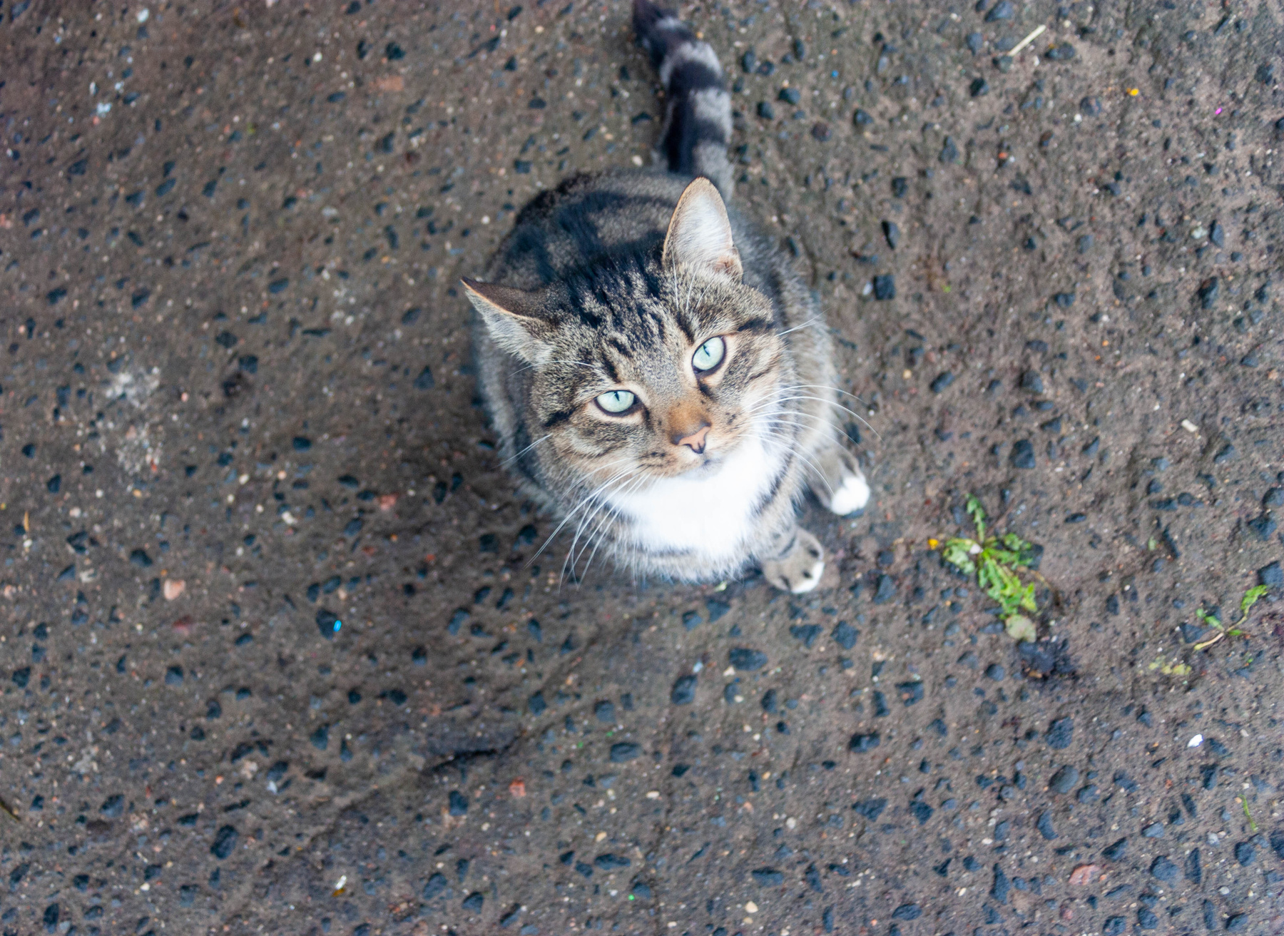 *** кошка