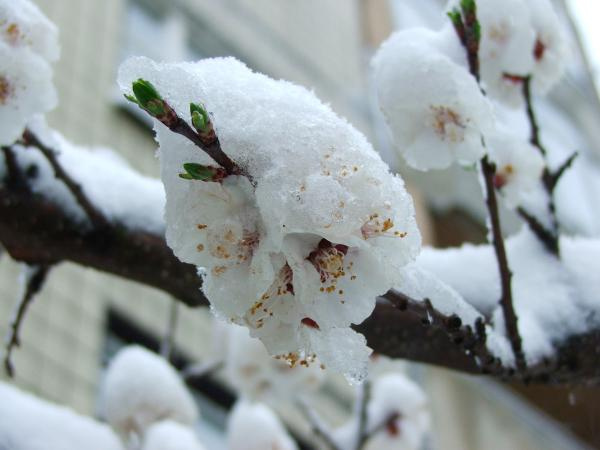 И такое бывает снег весна вишня