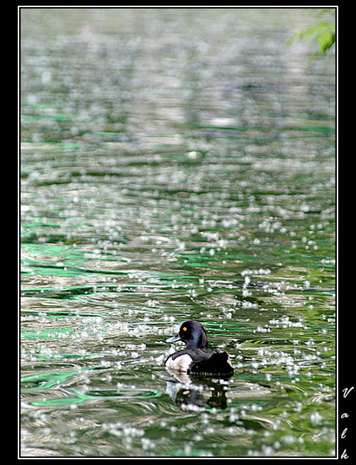 Green green утка пруд