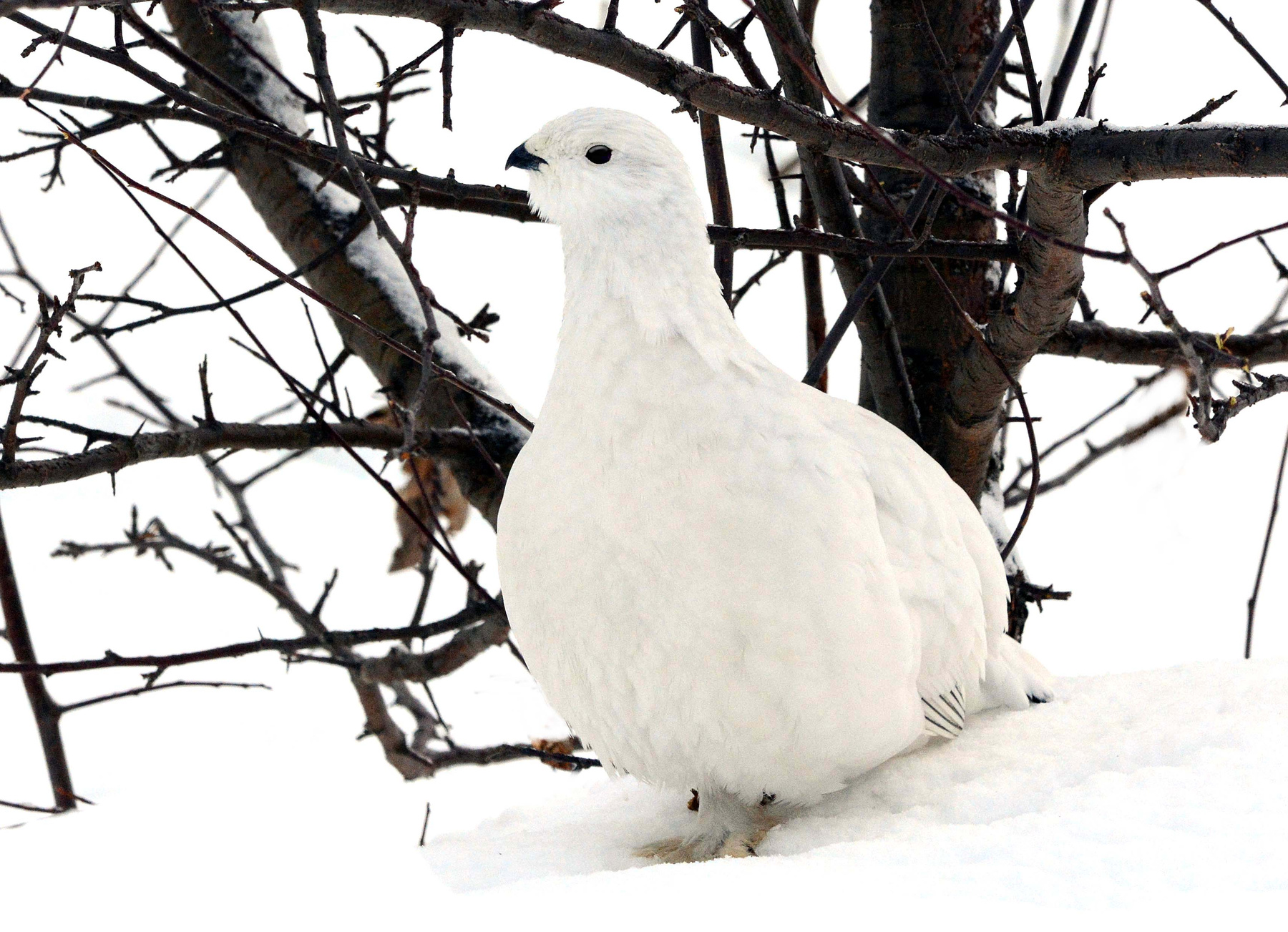 Зимний камуфляж 