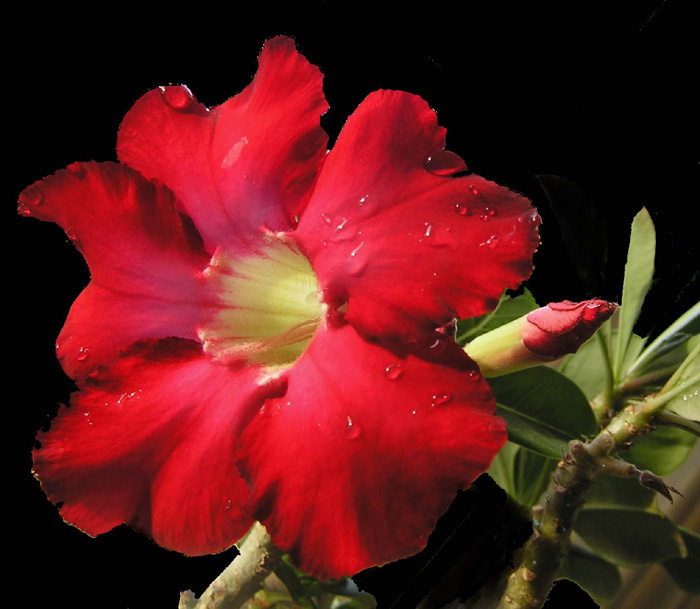 Adenium arabicum 