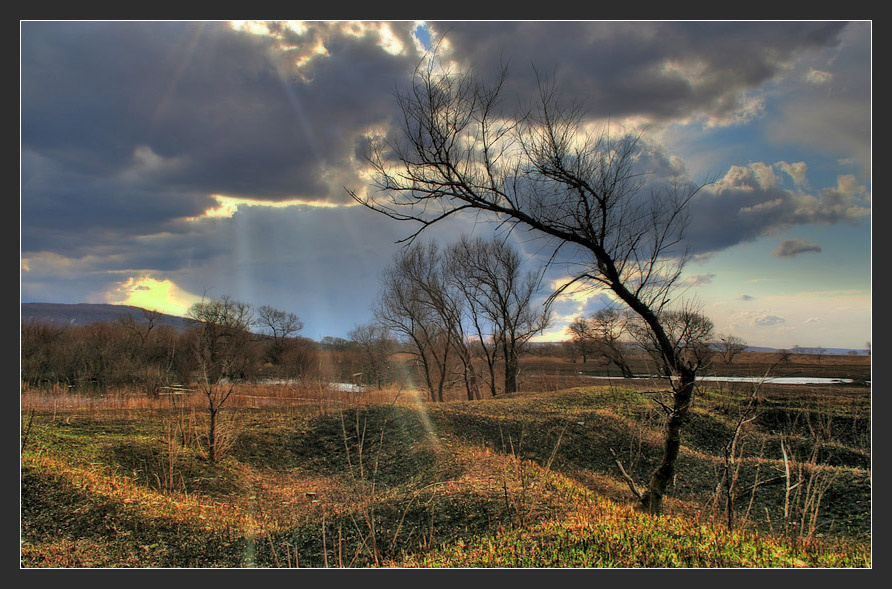 Дающему жизнь! уходящее солнце и дерево склонившее голову