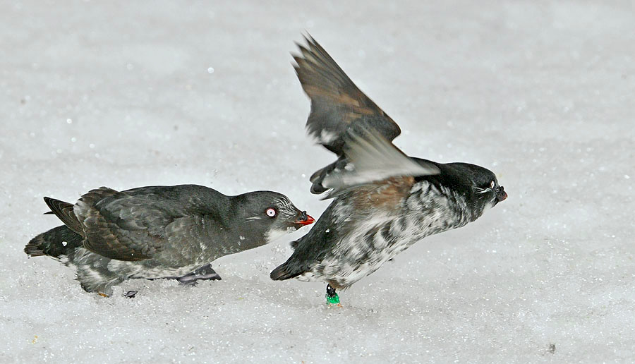 Кыш! Конюга-крошка, Aethia pusilla, Least Auklet, St. George Island, the Pribilofs, Bering Sea, Alaska