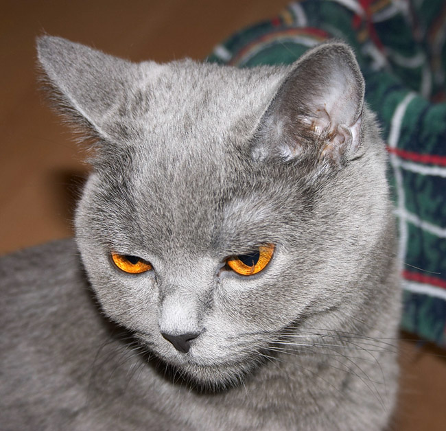 Анфиса кошка кот