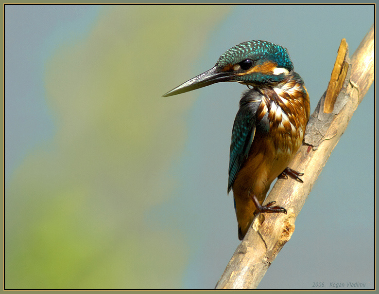 Сама серьезность - Kingfisher Kingfisher