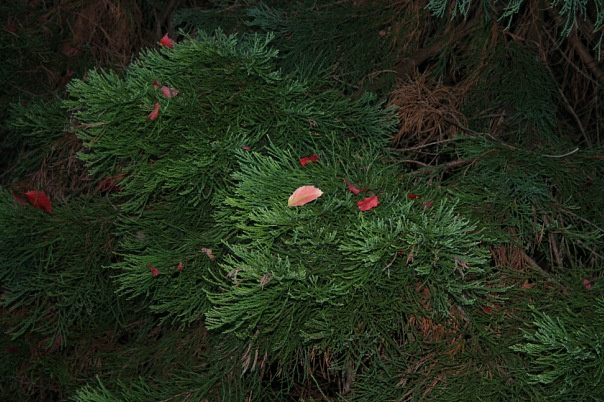 *** 