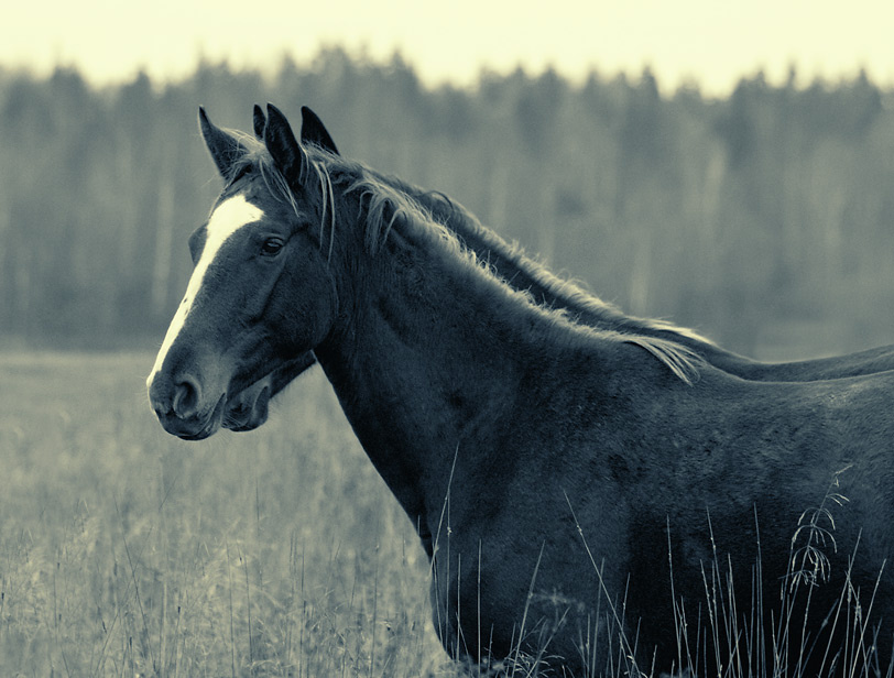 Близнецы лошадь horse